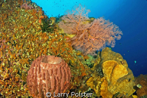 More fans and corals of the Banda Sea. D300- Tokina 10-17mm by Larry Polster 